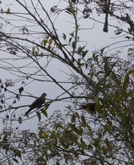 Patagioenas