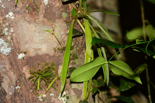 Cyanotis vivipara (Cyanotis vivipara)