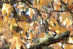 Parus major