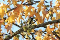Parus major