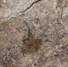 Varacosa