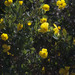 Channel Islands Tree Poppy - Photo (c) Ken Owen, some rights reserved (CC BY-NC), uploaded by Ken Owen