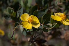 Dendromecon harfordii