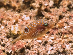 Canthigaster bennetti
