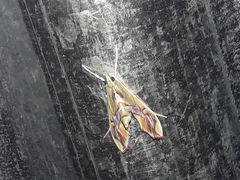 Agathodes monstralis