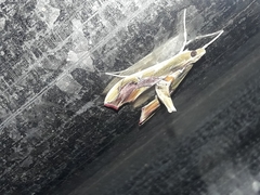 Agathodes monstralis