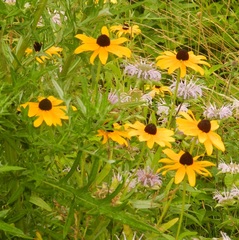 Rudbeckia hirta pulcherrima
