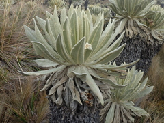 Espeletia pycnophylla