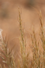 Austrostipa nitida