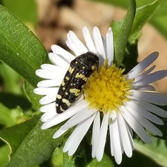 Acmaeodera macra