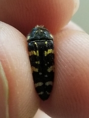 Acmaeodera macra