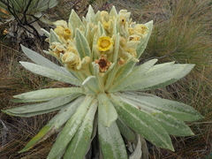 Espeletia pycnophylla