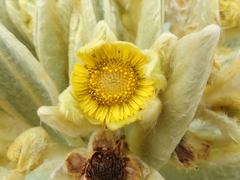 Espeletia pycnophylla