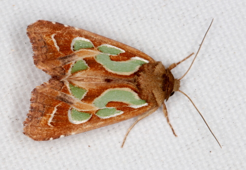 Green-blotched Moth
