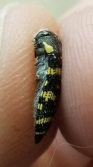 Acmaeodera macra
