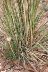 Austrostipa nitida