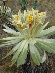 Espeletia pycnophylla