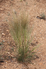 Austrostipa nitida