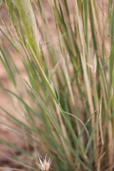 Austrostipa nitida