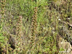 Echium flavum