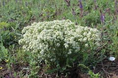 Crambe aspera