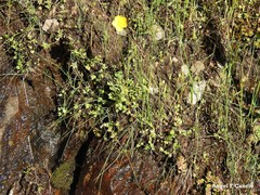Ranunculus paludosus