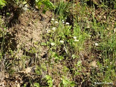 Drymocallis rupestris