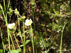 Drymocallis rupestris