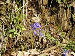 Polygala serpyllifolia