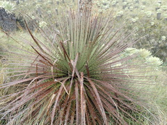 Puya hamata