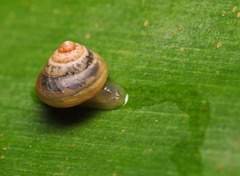 Coneuplecta