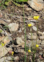 Ranunculus paludosus