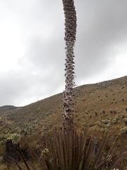 Puya hamata