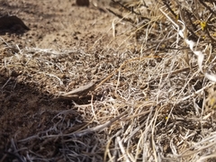 Melanoplus complanatipes