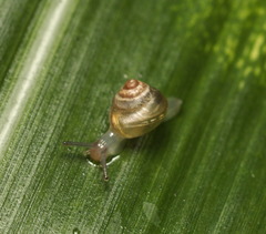 Coneuplecta