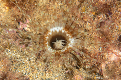 Cerianthus membranaceus