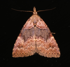 Alapadna pauropis