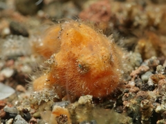 Antennarius striatus