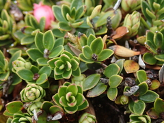 Disterigma empetrifolium