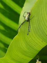 Leucauge
