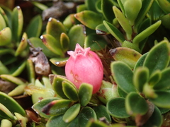 Disterigma empetrifolium