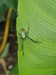 Leucauge