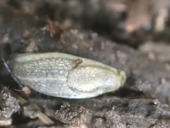 Arion fasciatus