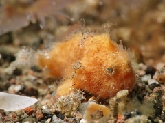 Antennarius striatus