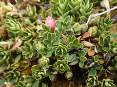 Disterigma empetrifolium