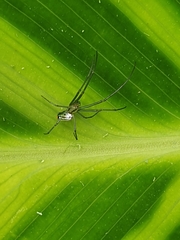 Leucauge