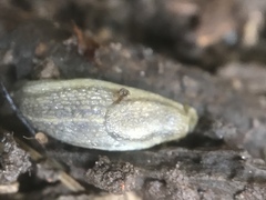 Arion fasciatus