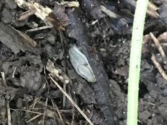 Arion fasciatus