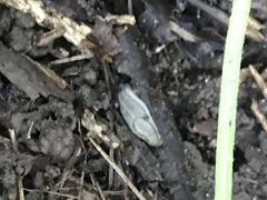 Arion fasciatus