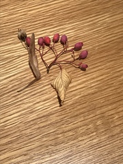 Magnoliopsida